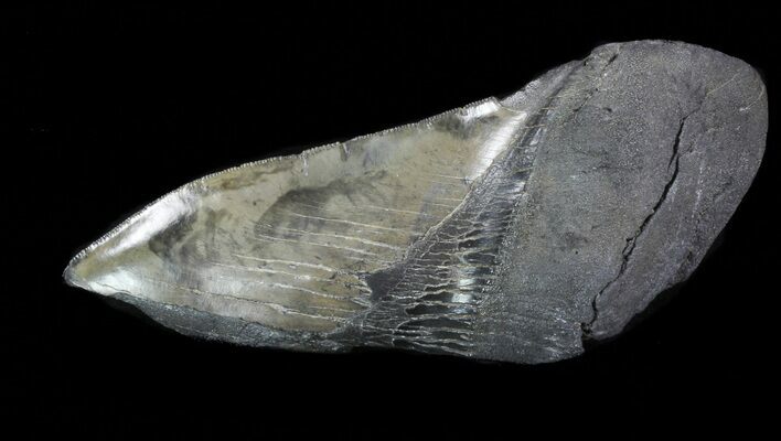 Partial Fossil Megalodon Tooth - Serrated Blade #88646